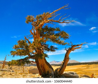 Foxtail Pine On Siberia Plateau