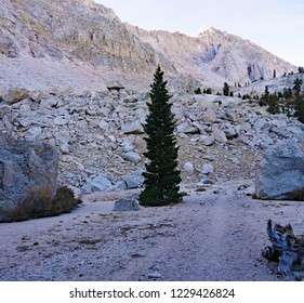 Foxtail Pine On The Trail To Mt. Whitney, California, November 2018