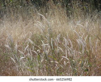 Foxtail Weed