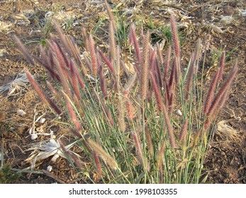 Foxtail Weed In The Corn Field