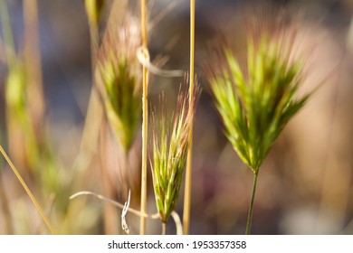 Foxtail Weed In The Sonoran Desert