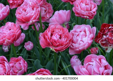 Foxtrot Tulips