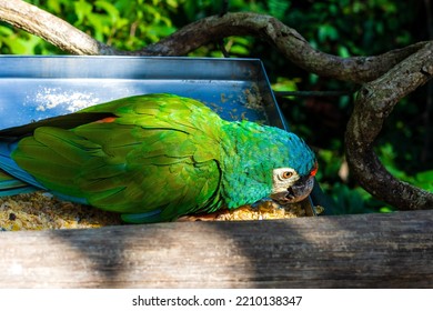 Foz Do Iguaçu - Paraná - Brasil - Apr 23 2022: Parakeet Bird In The Bird Park