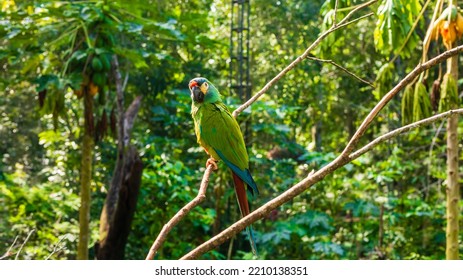 Foz Do Iguaçu - Paraná - Brasil - Apr 23 2022: Parakeet Bird In The Bird Park