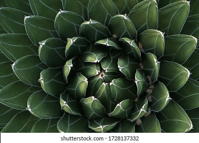 Fractal cactus energy peaceful green