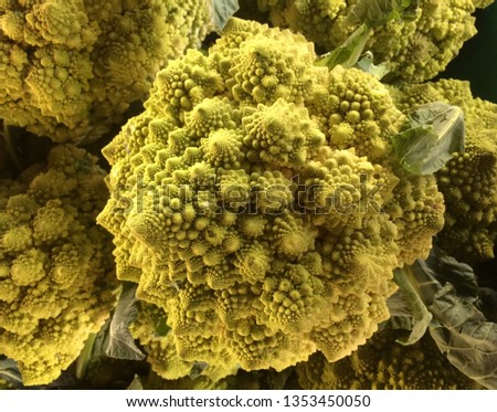 Fractal Cauliflower, Mandelbrot Vegetable, Mandelbrot Set shaped cauliflower.