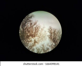 Fractal Pattern Structure Of A Bacterial Growth, Maybe Bacillus Subtilis, Microscope View