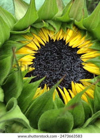 Fractal pattern of a sunflower