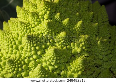 Fractal Patterns in a Romanesco Broccoli Plant