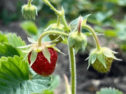 Fragaria Ananassa Plant With Red Ripe Fruits