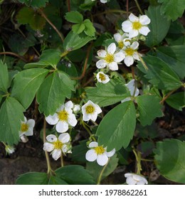 Fragaria Chiloensis Beach Strawberry Flowering Plant