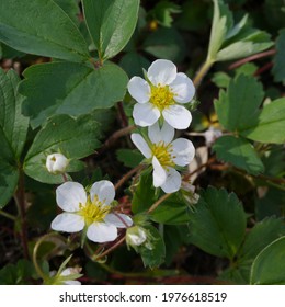 Fragaria Chiloensis Beach Strawberry Plant