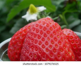 Fragaria Chiloensis Duchesne