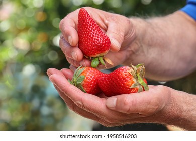 Fragaria. Cultivated strawberries held by human hands on bokeh background.