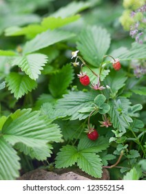 Fragaria Vesca Berries