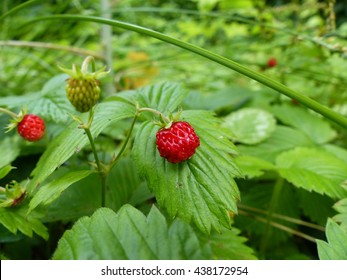 Fragaria Vesca, Wild Strawberry.