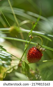 Fragaria vesca wild strawberry Alpine strawberry  Carpathian strawberry or European strawberry