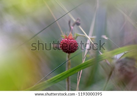 Similar – Forest strawberries in grass