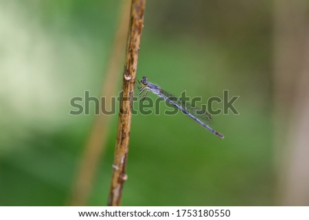 Fragile Forktail Damsefly in Springtime