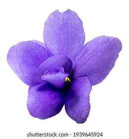 Fragile Purple Five Petals African Violet Flower Isolated On White Background. Design Element Cut Out