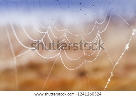 Similar – Image, Stock Photo nail snake Sunrise Sunset