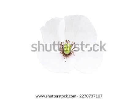 Fragile white flower close-up, isolated on a white background. Unsteady Bud with petals, isolated on a white background. Macro photo of a white flower on a thin stem