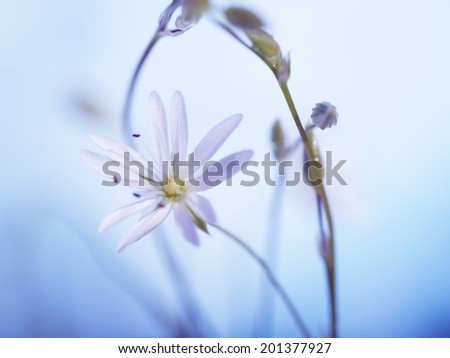 Similar – mauve Plant Spring Flower