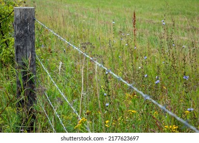 Fragment of a barbed wire fence. Barbed wire fences a field with flowering herbs. Green field on a summer day behind barbed wire