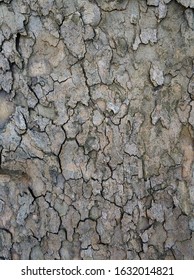 fragment of the bark of a large tree with cracks, textures and moss