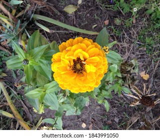 A Fragment Of A Beautiful Bright Autumn Flowering Of Zinnia On An Empty Flower Bed In The Park