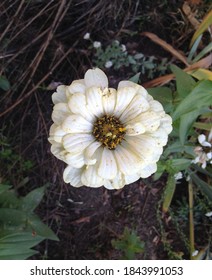 A Fragment Of A Beautiful Bright Autumn Flowering Of Zinnia On An Empty Flower Bed In The Park