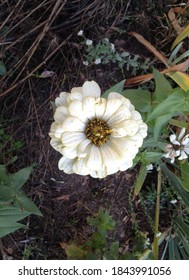 A Fragment Of A Beautiful Bright Autumn Flowering Of Zinnia On An Empty Flower Bed In The Park