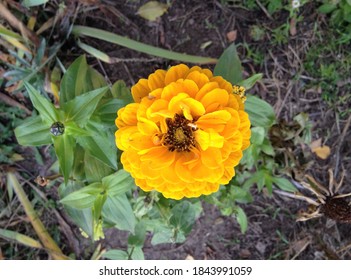 A Fragment Of A Beautiful Bright Autumn Flowering Of Zinnia On An Empty Flower Bed In The Park