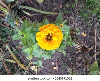 A Fragment Of A Beautiful Bright Autumn Flowering Of Zinnia On An Empty Flower Bed In The Park