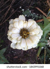 A Fragment Of A Beautiful Bright Autumn Flowering Of Zinnia On An Empty Flower Bed In The Park