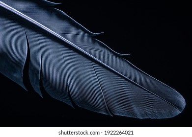 Fragment bird's feather 