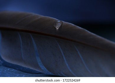 Fragment bird's feather and water drops  Macro shot water drop bird's feather 