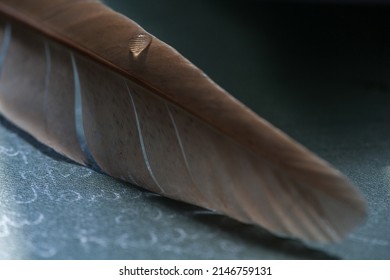 Fragment bird's feather and water drops  Macro shot water drop bird's feather 