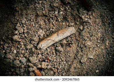 Fragment of bone lay in digged pit during groundworks - Shutterstock ID 2092467865