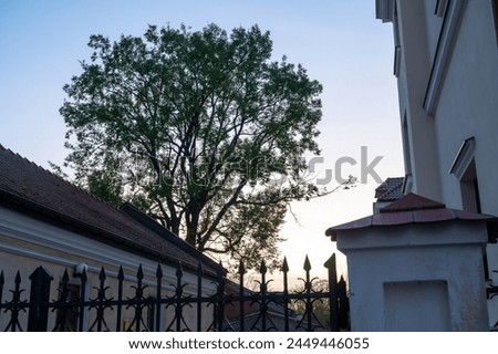 Fragment of church buildings, tree against the sky, evening