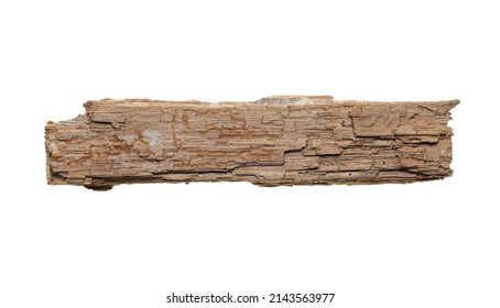 Fragment of dead rotten wood taken from the forest, full focus, clipping path, no shadows. Dead rotten wood - an element for design, the concept of ecology and dead wood.
