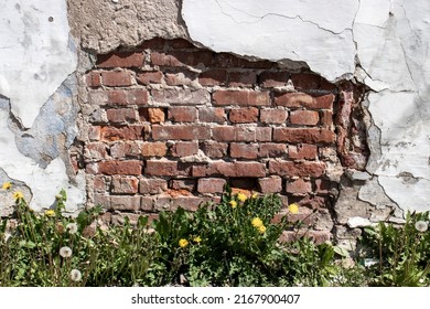 Fragment of the destroyed wall cladding. Dandelions at the foot of a half-ruined wall cladding. The white plaster had fallen off the red brick wall. 