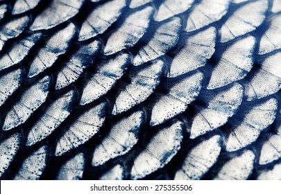 Fragment Of A Fish Scale Closeup