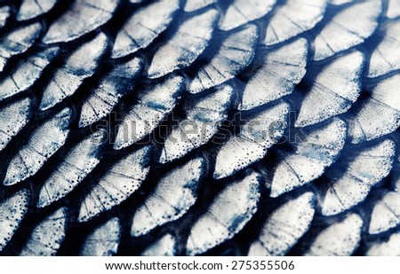 fragment of a fish scale closeup