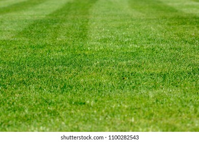 A fragment of a football field. Trimmed grass on the lawn