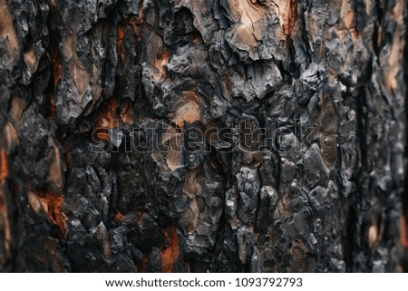 burnt tree bark after a forest fire