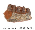 Fragment of a fossil jaw and 5 teeth of an Oreodont (Merycoidodon), an extinct herbivorous pig-like mammal from the Late Eocene to Early Miocene epochs. Collected in South Dakota