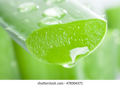 Fragment Of Fresh Sliced Aloe With Drops Of Water - Natural Skincare Concept