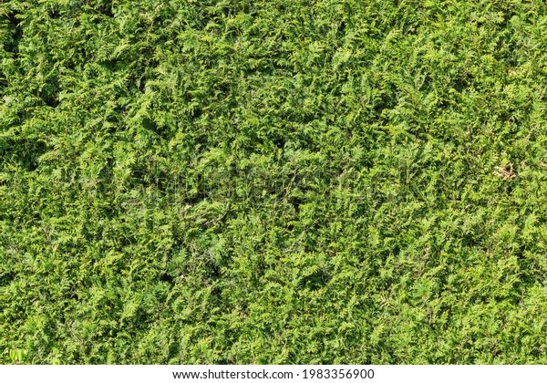 Fragment of hedge with trimmed juniper in park\
close-up, background,\
texture\

