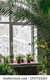 A Fragment Of The Interior With Potted Indoor Plants And Palm Trees.Outside The Window Is A Snow-covered Landscape.Home Gardening.Houseplants And Urban Jungle Concept.Biophilia Design.Selective Focus.